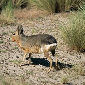 Mara Patagonian Cavy or Hare