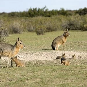 Mara / Patagonian Hare Range: Argentina, from Northwestern provinces south into Patagonia. Photo shows a denning area with adults and youngs. Valdes Peninsula, Province Chubut, Patagonia