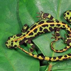 Marbled Newts - South West Europe