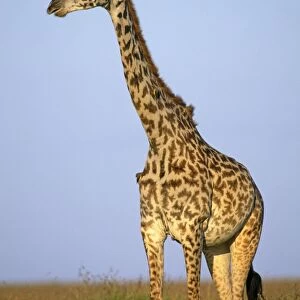 Masai Giraffe - Maasai Mara National Park, Kenya, Africa