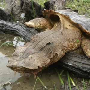 Mata Mata / Matamata Turtle. Venezuela