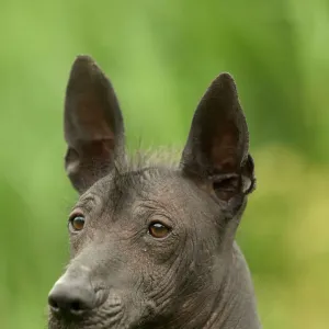 Utility Metal Print Collection: Mexican Hairless