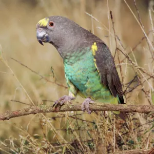 Birds Premium Framed Print Collection: Parrot