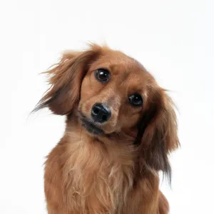 Hound Photo Mug Collection: Dachshund Long Haired