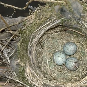 Mistle Thrush - eggs in nest