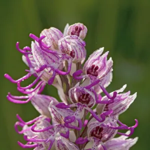 Monkey Orchid. UK rarity