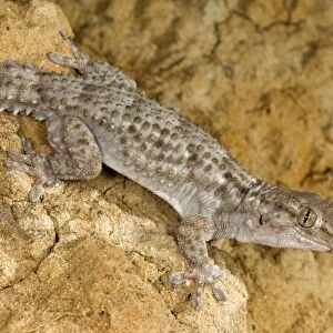 Moorish Gecko - Italy