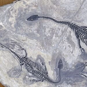 Mosasaur Aquatic Lizard Fossil - Triassic period Guizhou Prov. China
