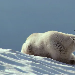 Mountain Goat - Resting on snow. In the summer time mt. goats frequently rest on snow patches to help regulate their body temperature. Western U. S. MG48B