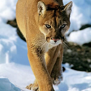 Mountain lion / cougar / puma - in winter. Western U.S.A MR454