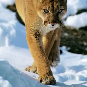Mountain lion / cougar / puma - in winter. Western U.S.A MR454