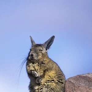 Chinchillidae Collection: Southern Mountain Viscacha