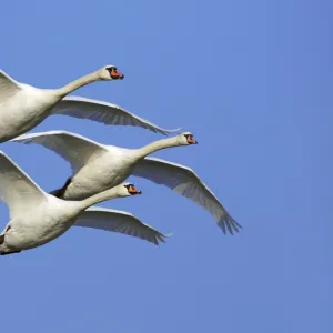 Mute Swans - In flight Lower Saxony, Germany