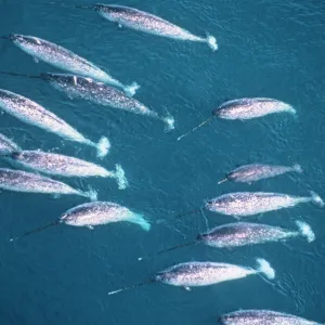 Narwhal Baffin Island