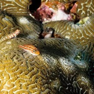 Neon triplefin (Helcogramma striata). Similan Islands, Andaman Sea, Thailand