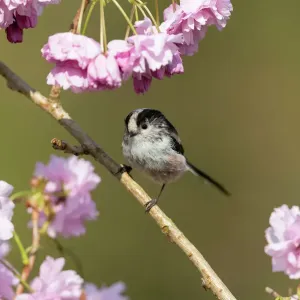 Long Tailed Tit Print on Cherry Blossom Long Tailed Tit Print on Cherry Blossom