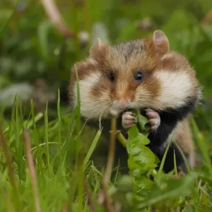 Field Hamster Print, Eating in Grass Field Hamster Print, Eating in Grass