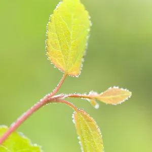 New Leaves of Katsura Tree UK