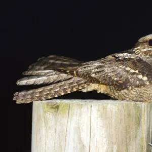 Nightjar - on a post