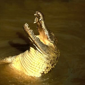 Nile Crocodile With head out of water, mouth open