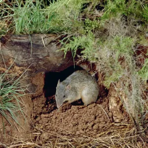 Northern Brown Bandicoot - By hole in ground - Northern New South Wales, Austsralia JPF04346