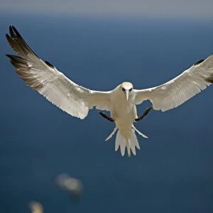 Northern Gannet - In flight - Six foot wingspan - High-diving - Noted for sudden headlong plunges after prey - Found over open ocean often close to shore