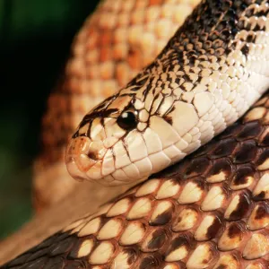 Snakes Mounted Art Print Collection: Pine Snake