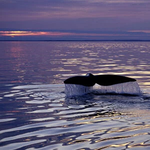 Northern Right whale - Diving, before sunset. Bay of Fundy, New Brunswick, Canada CH 484