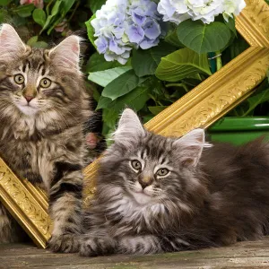 Norwegian Forest Cat - two kittens with picture frame & flowers