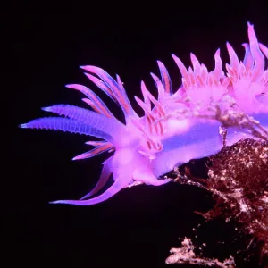 Nudibranch / Sea Slug - Purple