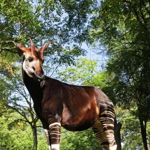 Okapi - male Family: Giraffidae