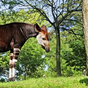 Okapi - male Family: Giraffidae