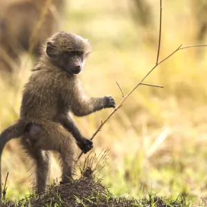 Olive Baboon Young Maasai Mara, Kenya, Africa