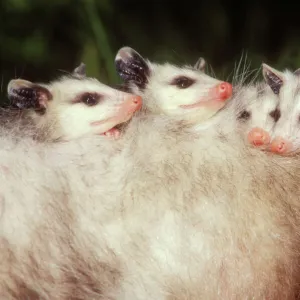 Opossum Young on mother's back Northeastern USA