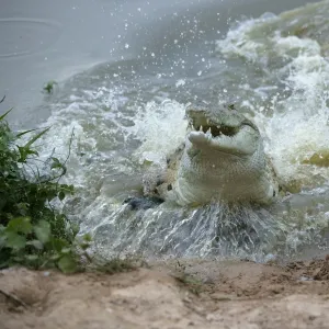 Orinoco Crocodile - Female jumping out of water to protect her nest in river bank Hato El Frio. Venezuela Crocodilus intermedius