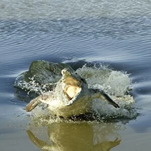 Orinoco Crocodile - Female jumping out of the water to protect nest situated on riverbank. Ilanos Venezuela