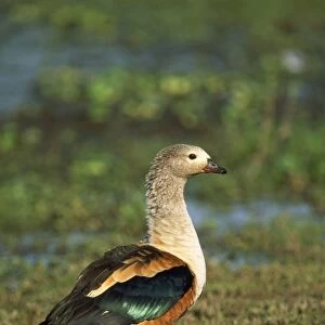 Geese Collection: Orinoco Goose