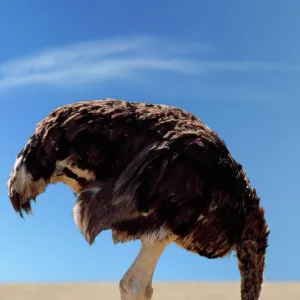 Ostrich - with head in sand Digital Manipulation: changed background to blue sky