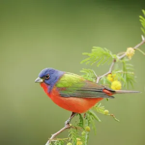 Painted Bunting - male South Florida, USA