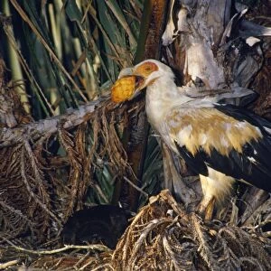 Palm-nut Vulture - female with fruit of Rafia Palm (Raphia australis)