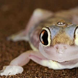 Palmato Gecko - close up of the head with water droplets