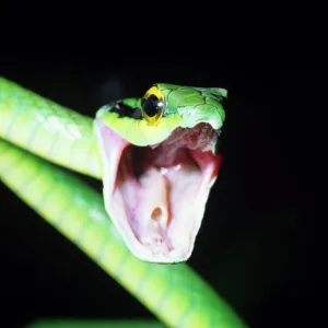 Snakes Mounted Art Print Collection: Parrot Snake