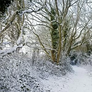 Path covered in snow - South Downs - East Sussex - Jevington - United Kingdom