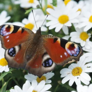 Peacock BUTTERFLY