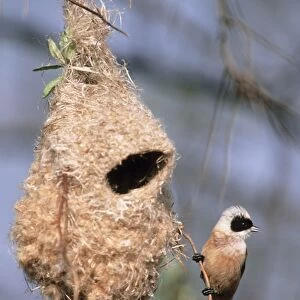 Penduline Tit - male singing in front of nest