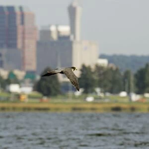 Peregrine Falcon in city of New Haven Connecticut, USA