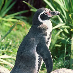 Penguins Collection: Humboldt