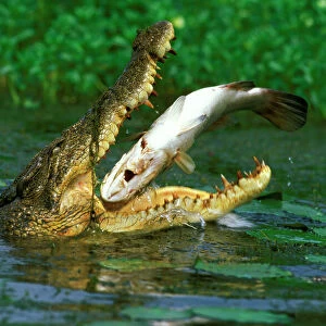 Reptiles Collection: Crocodilians