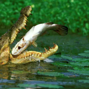 Reptiles Collection: Crocodilians