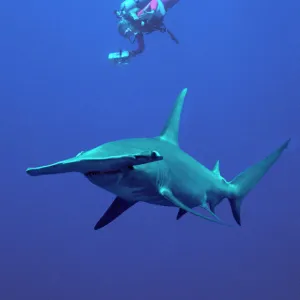 H Jigsaw Puzzle Collection: Hammerhead Shark